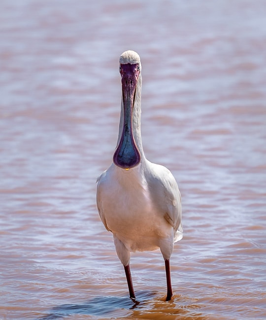 African-Spoonbill at a waterhole_Birds in Kruger National Park