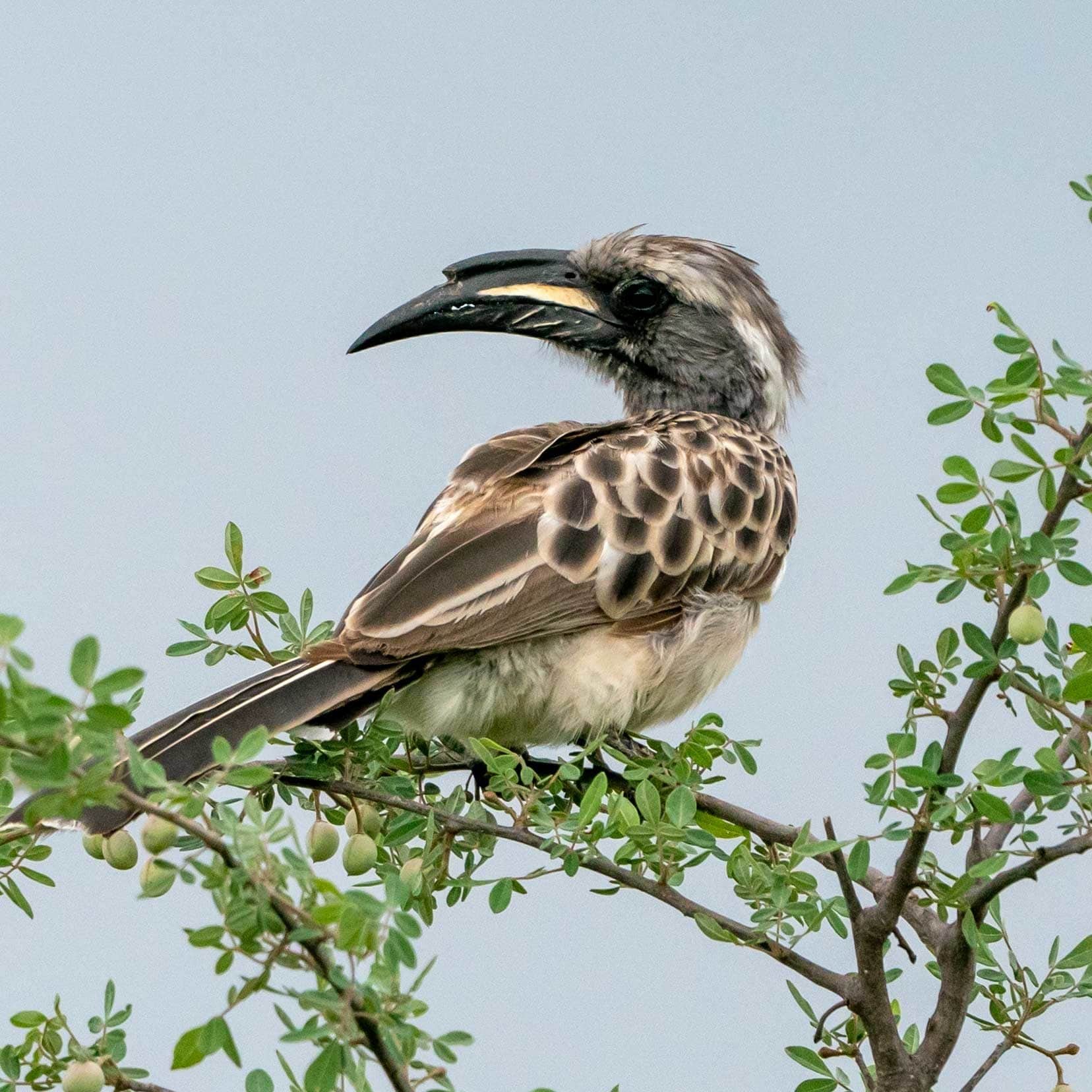 African-grey-hornbill in a tree