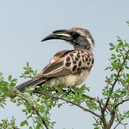 Birds in Kruger National Park - Winged Wonders