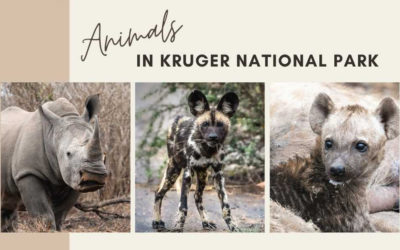 Animals in Kruger National Park: A World of Beauty and Brutality
