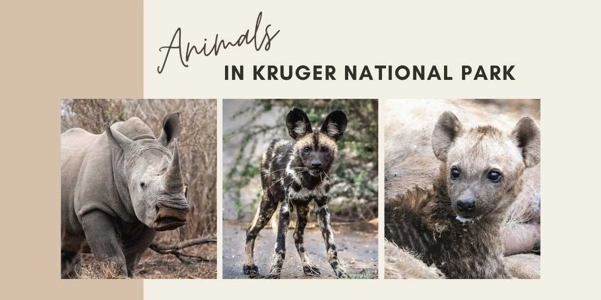 Animals in Kruger National Park: A World of Beauty and Brutality