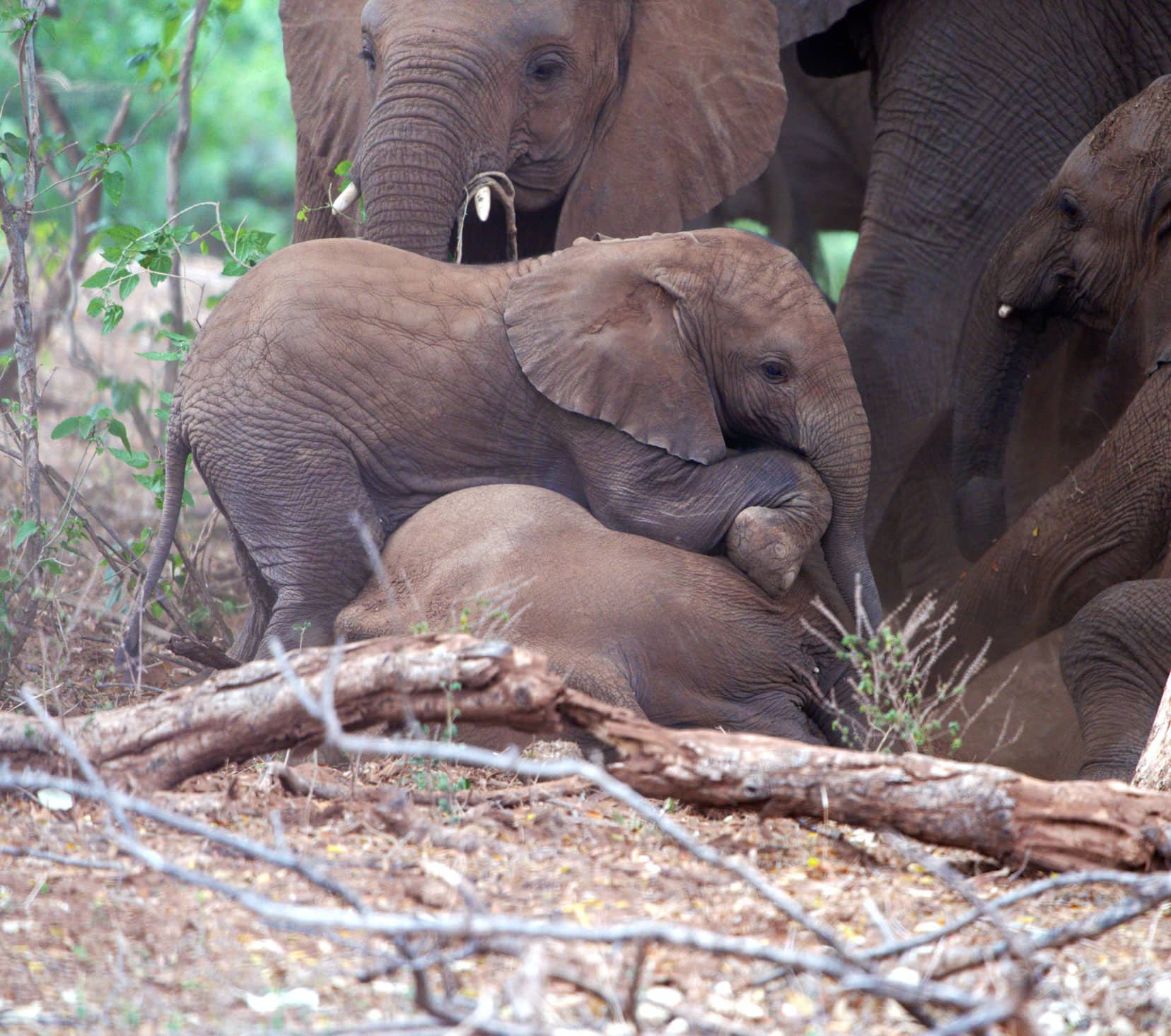 baby elephant clambering over another sleeping elephant