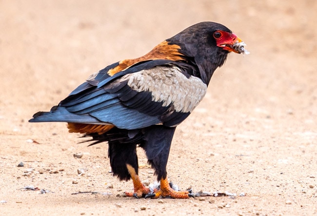 Bateleur-eagle-with-food_Birds-of-Kruger-National-Park
