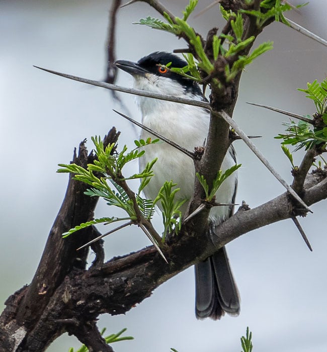 Black-backed-Puffback_Birds in Kruger National Park