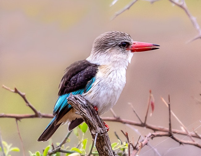 Brown-Hooded-Kingfisher_Birds of Kruger National Park