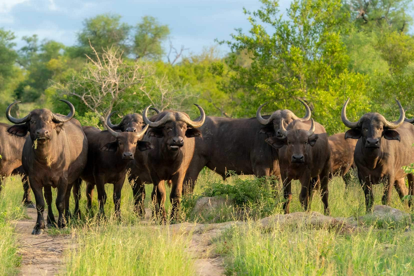 herd of buffalo block the roadway