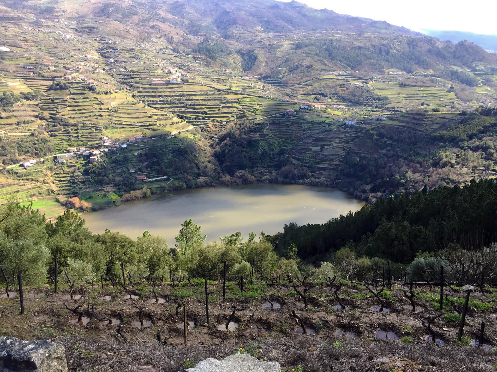 View of Douro River with grape vine terraces on the surrounding hills