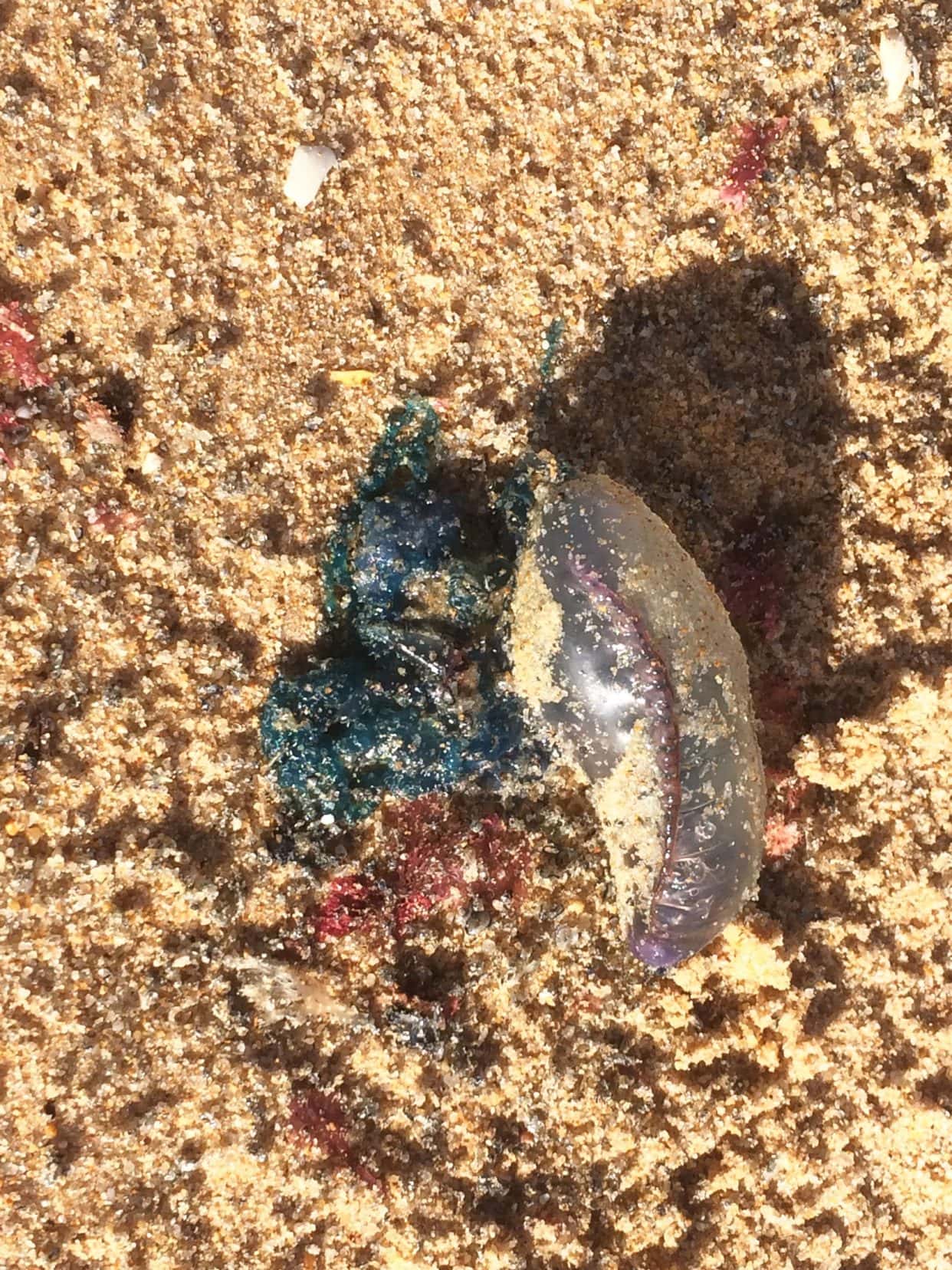 portuguese man of war jellyfish - a bubble like clear pouch wiht blue muddle of tentacle