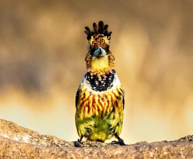 Crested Barbet_Birds in Kruger National Park