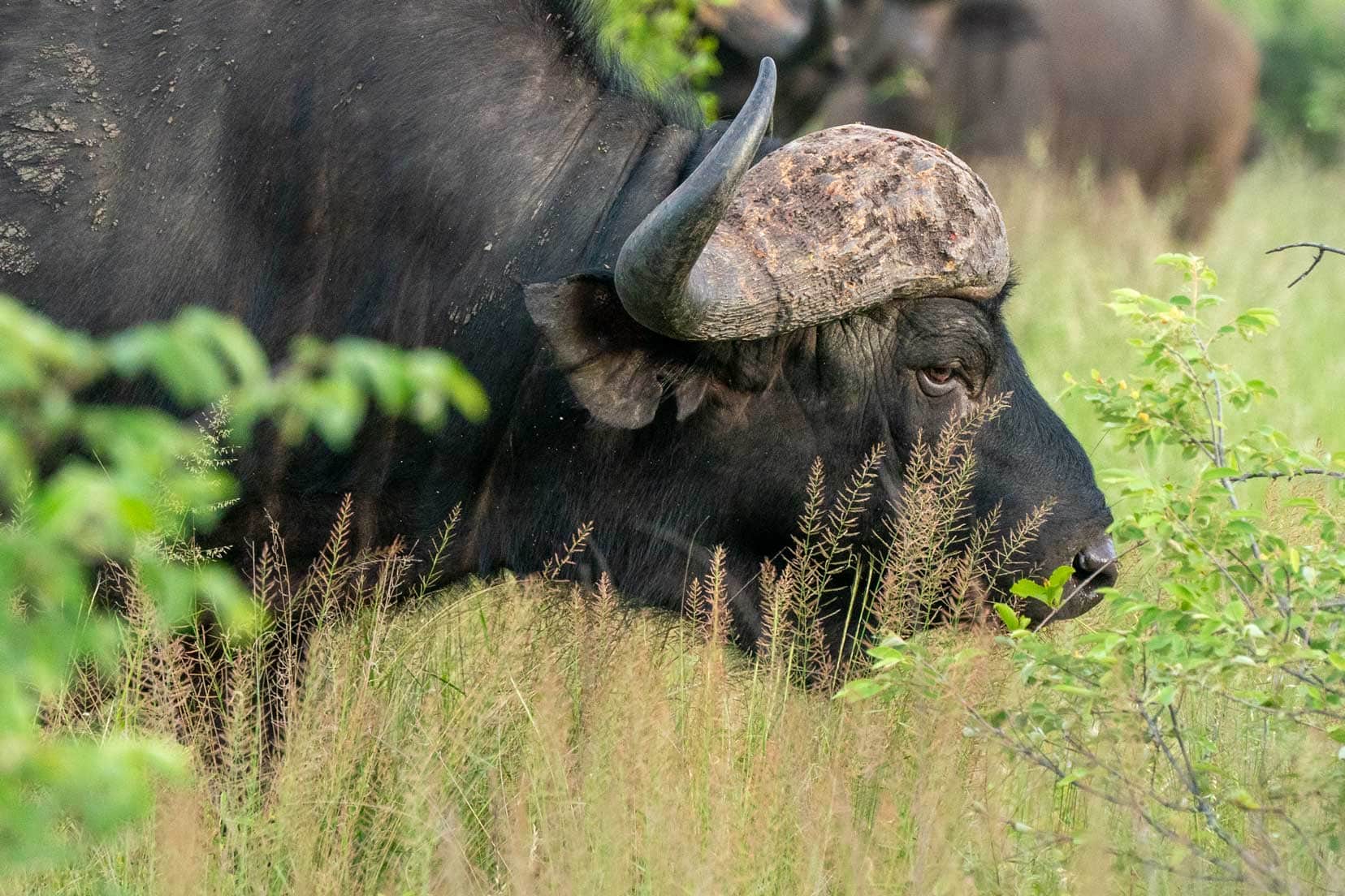 old buffalo in the grass