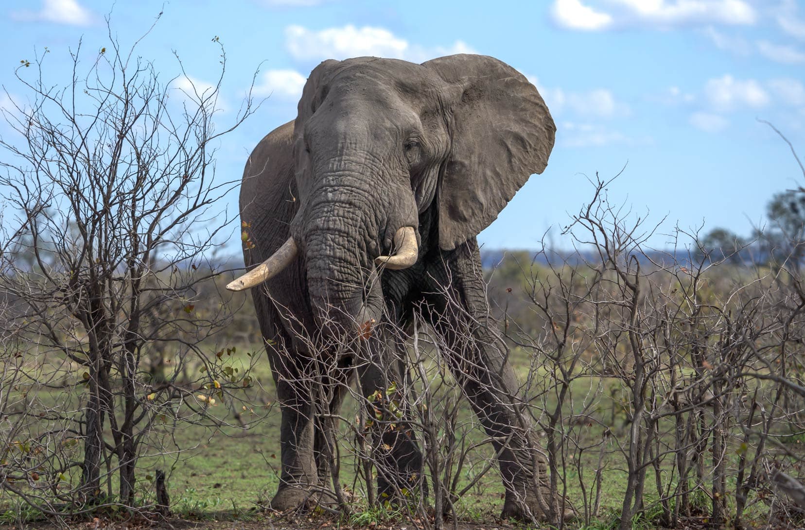 An Elephant in Kruger National Park
