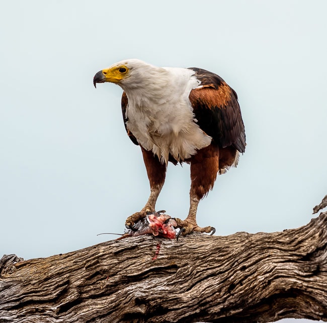 Fish-Eagle-with-half-catfish-in-tree_Birds in Kruger National Park