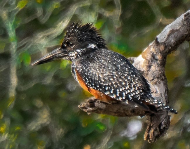 Giant Kingfisher_Birds in Kruger National Park