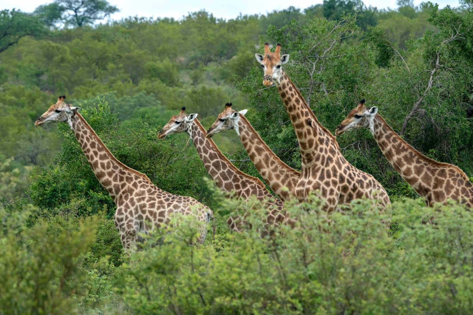 five giraffe in a row in amongst bushes in Kruger national Park