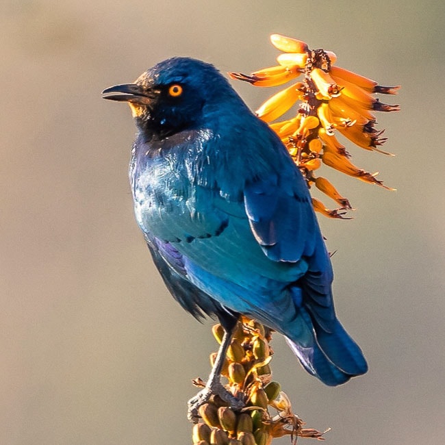 Greater Blue Eared Starling on Aloe bush_Birds in Kruger National Park