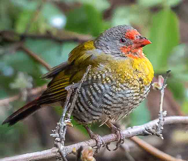 Green-winged Pytilia_Birds in Kruger National Park