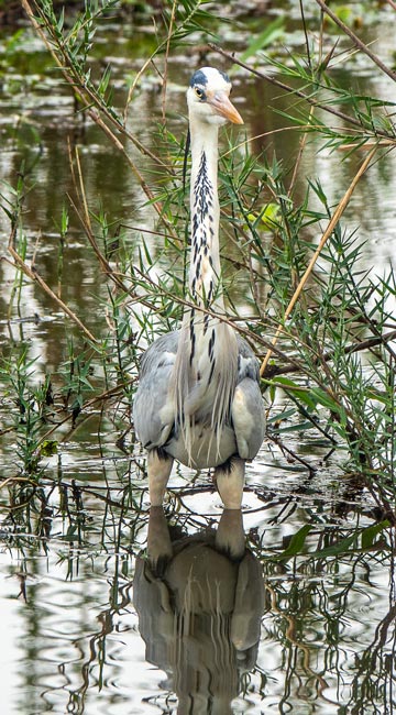 Grey-Heron_Birds in Kruger National Park