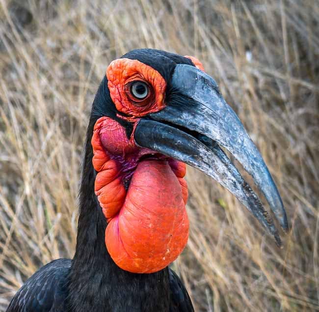 Southern ground hornbill close up 