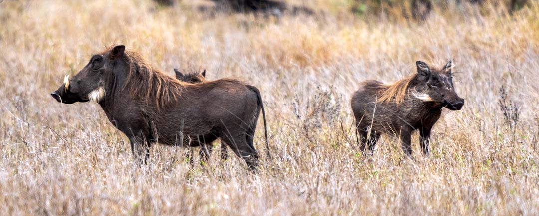 two warthog in Kruger National Park