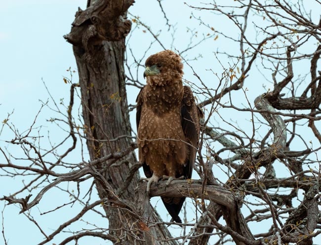 Juvenile-Bateleur_Bird-of-Kruger-National-Park