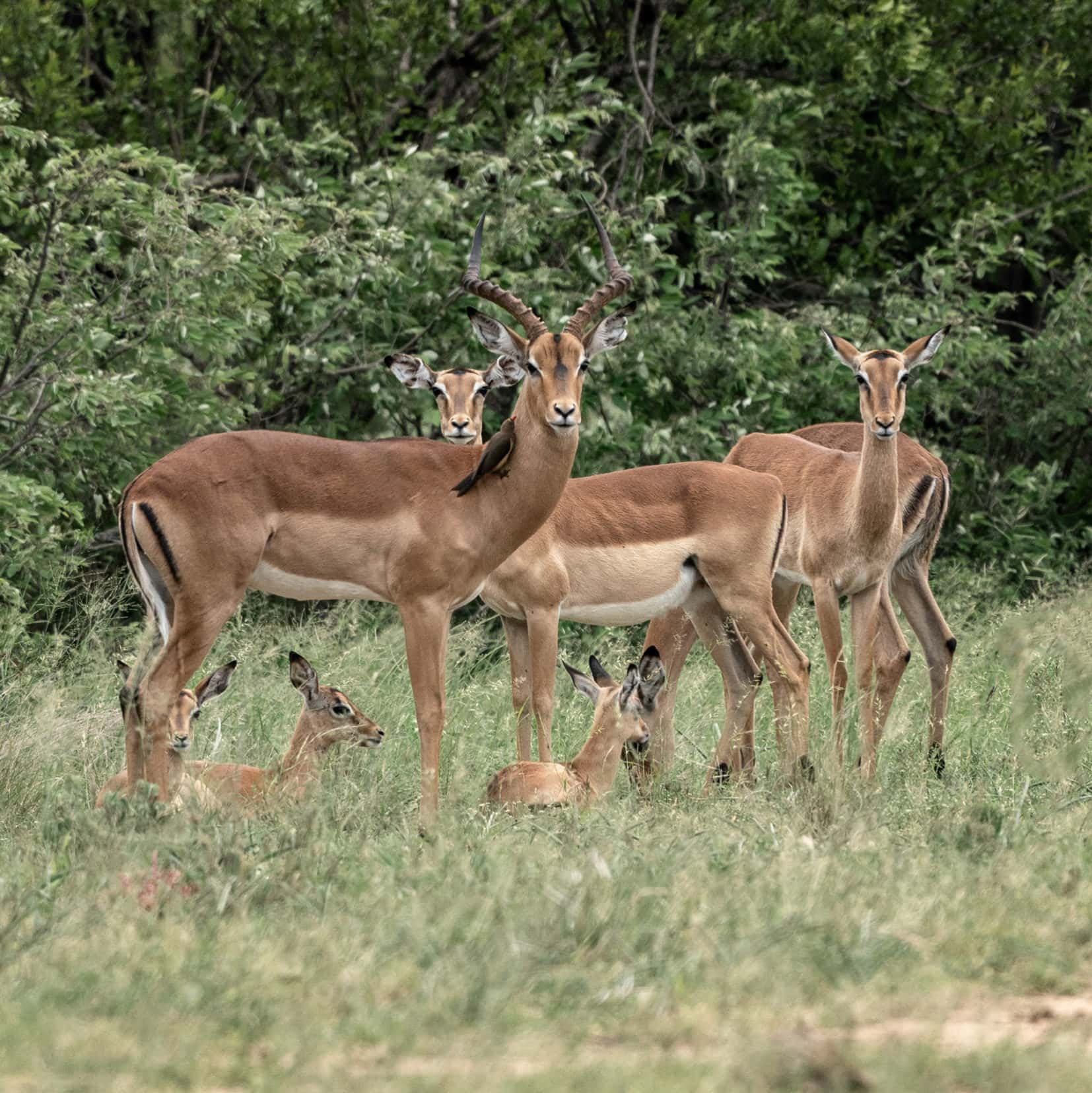 Impala herd watch us