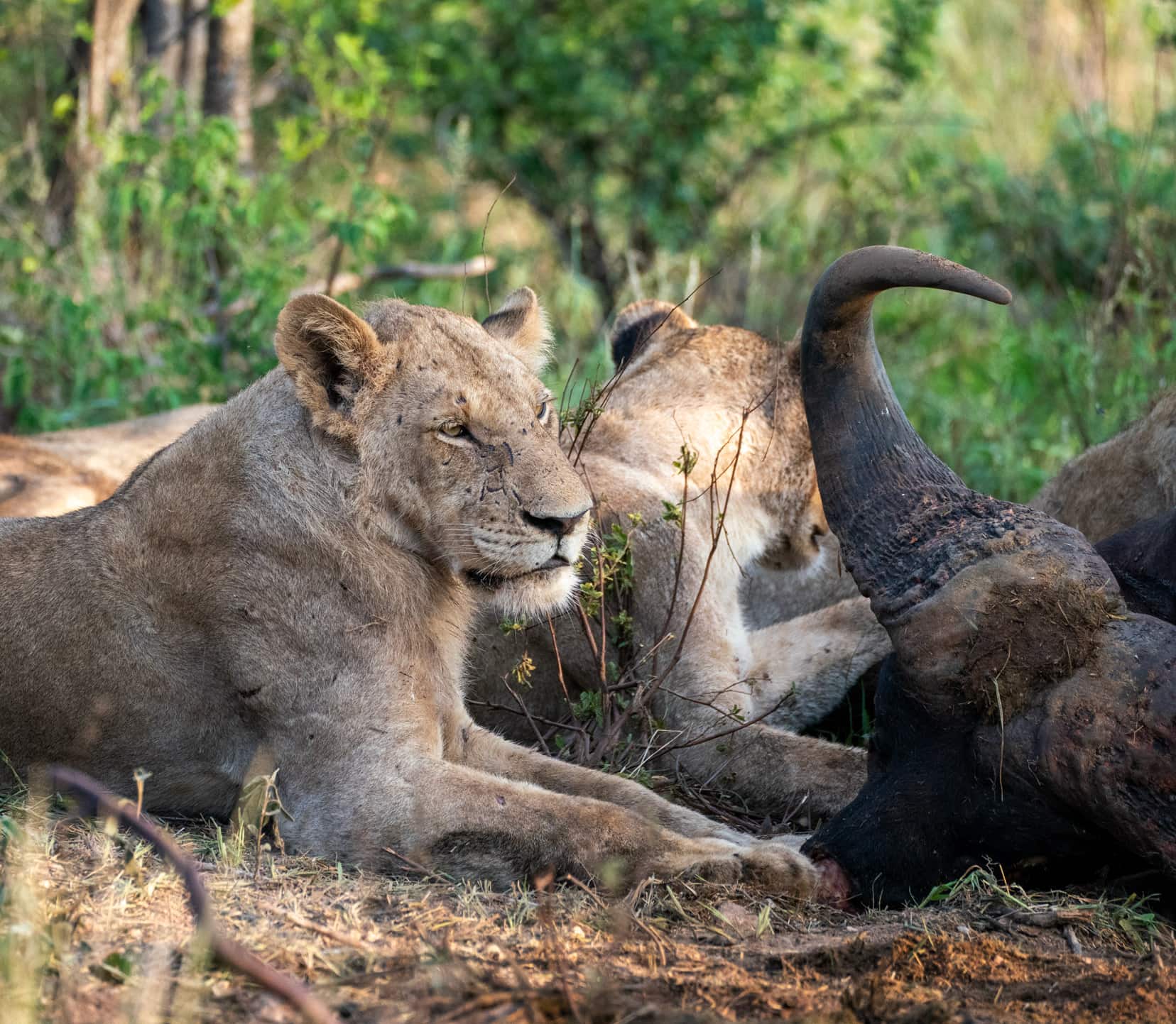 lioness takes a rest during the feed