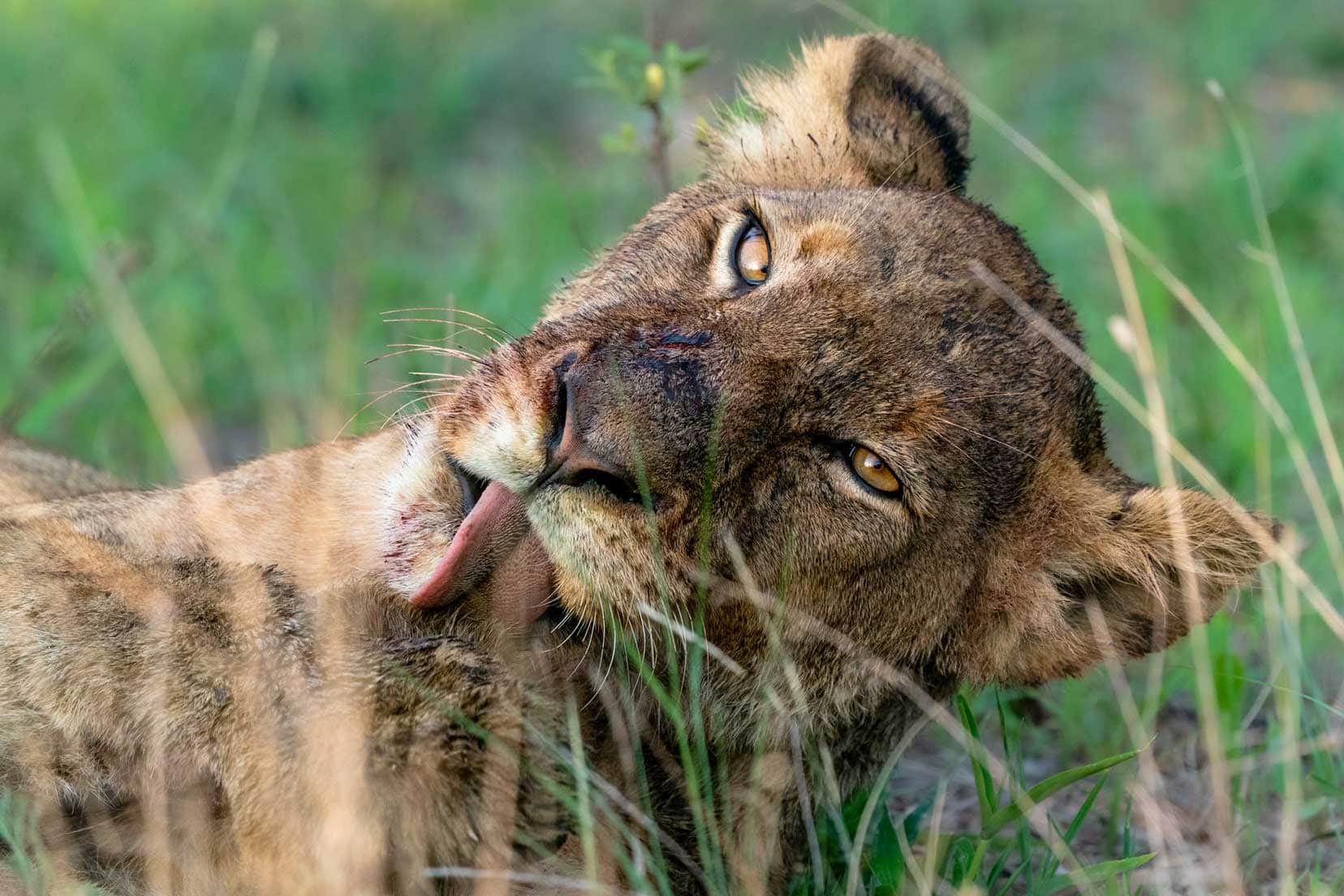 lioness licking herself