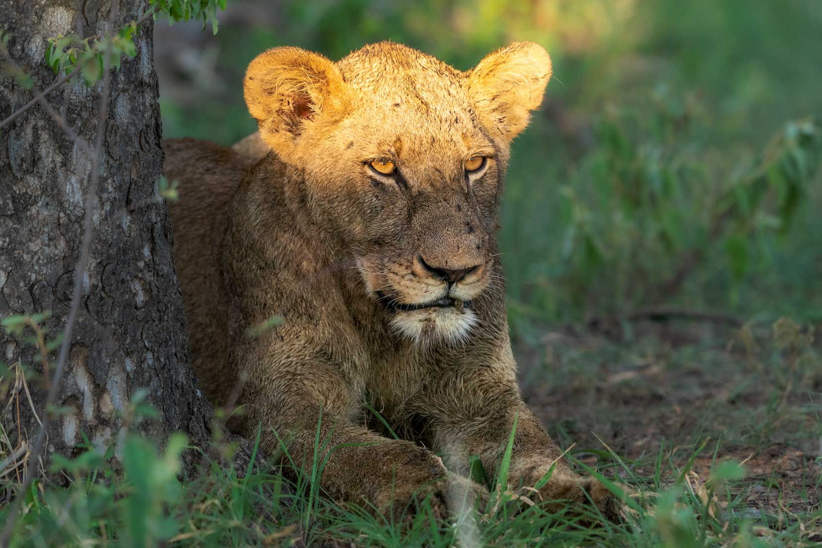 adolescent lion resting under a tree