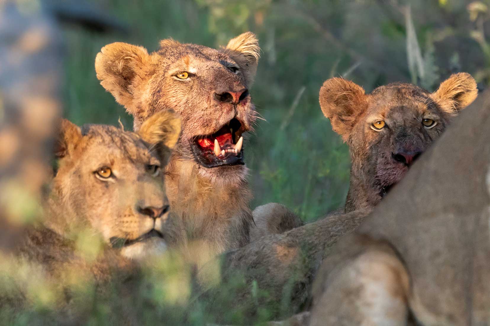 lionesses rest during a buffalo feed