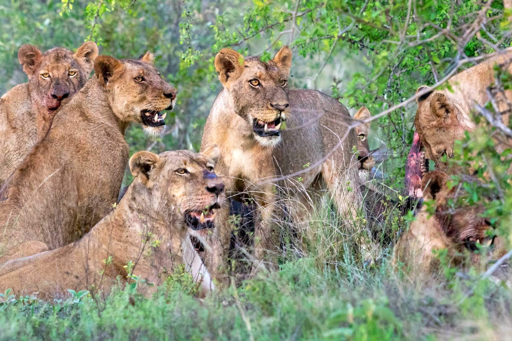 Lionesses form a tight family pack around the buffalo carcass