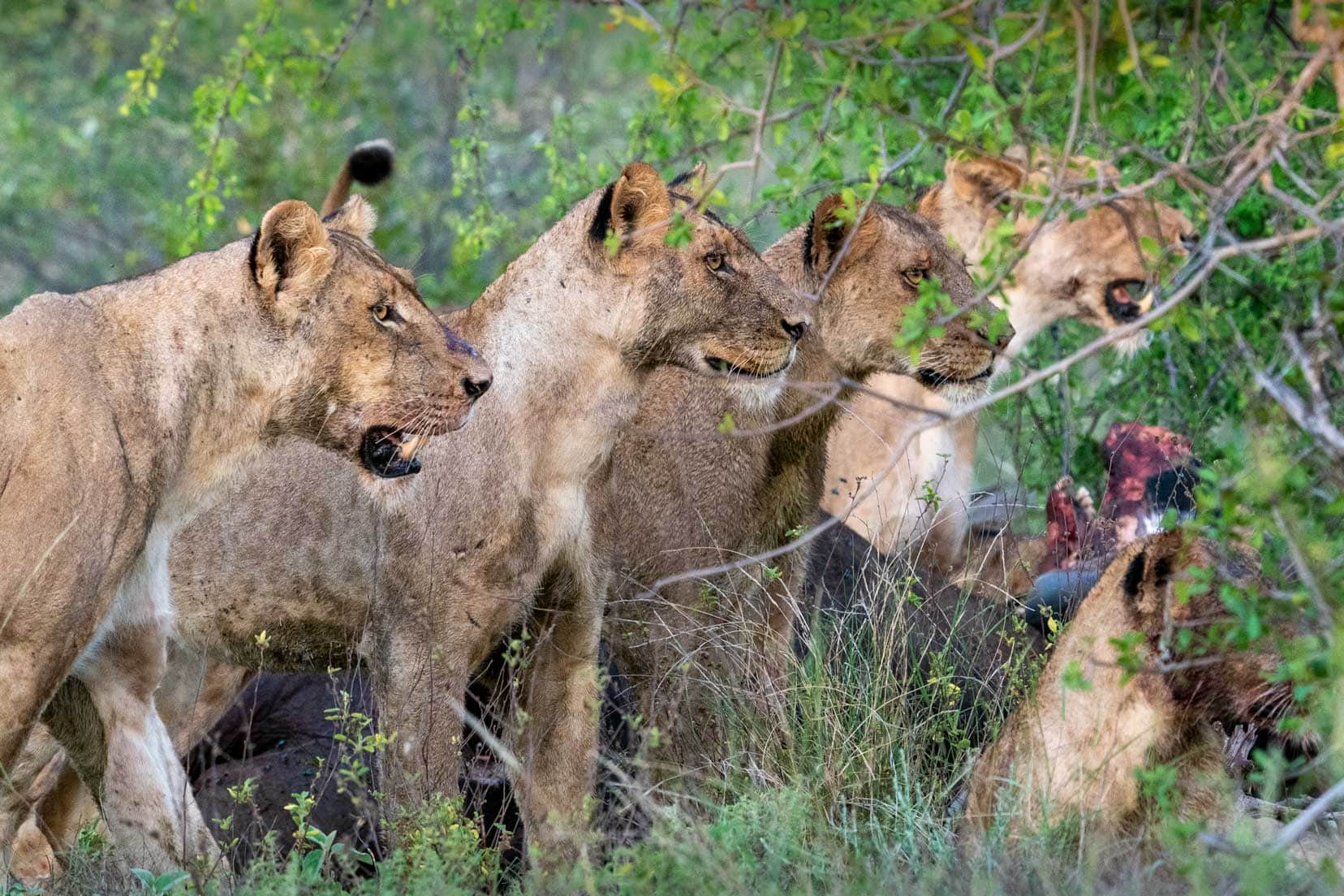 lionesses turn to face the hyenas