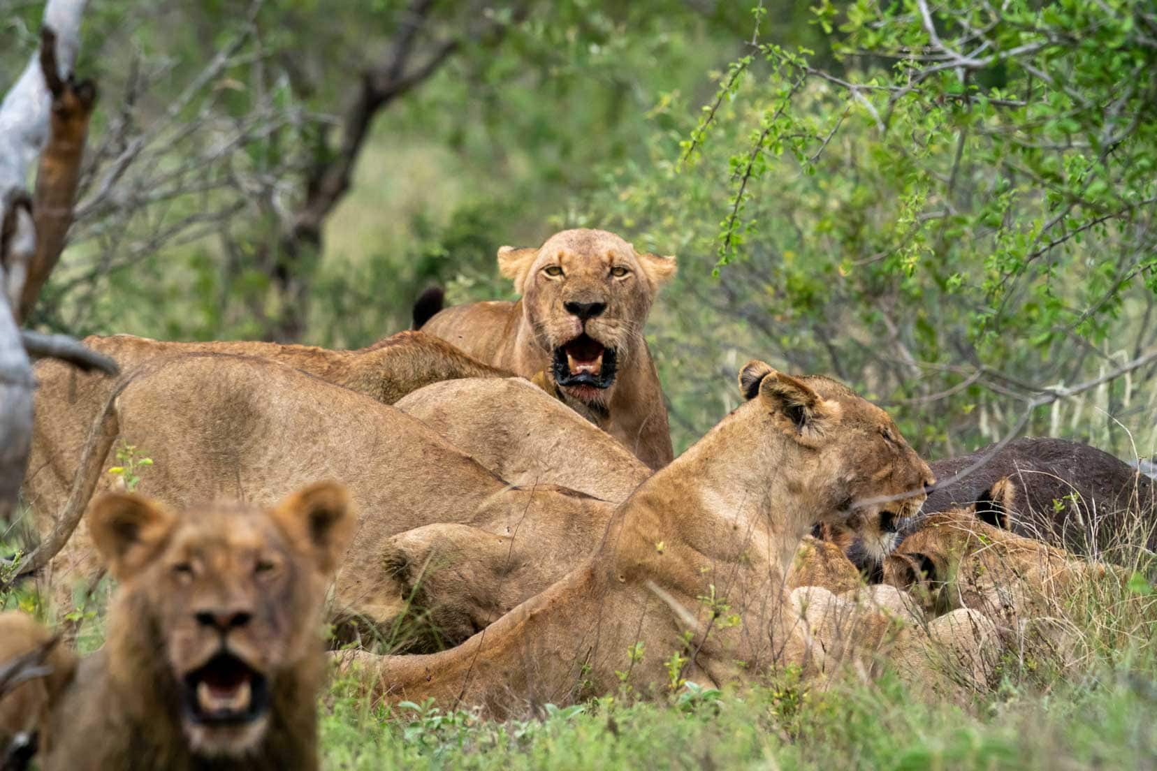 Lionesses watching us