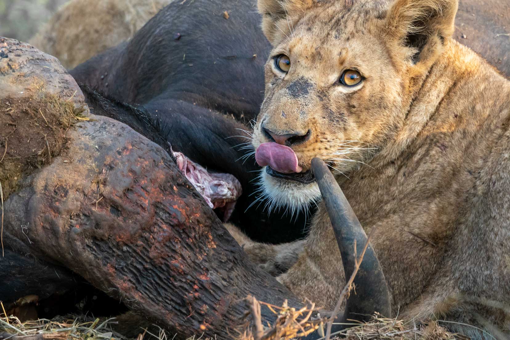 Lioness licking her lips whilst chewing on buffalo