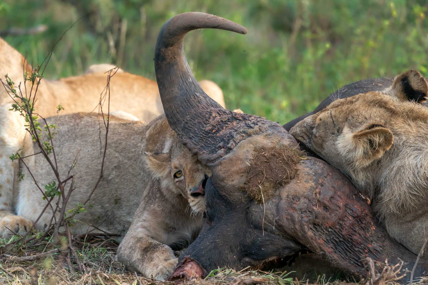Lionesses eating the buffalo head