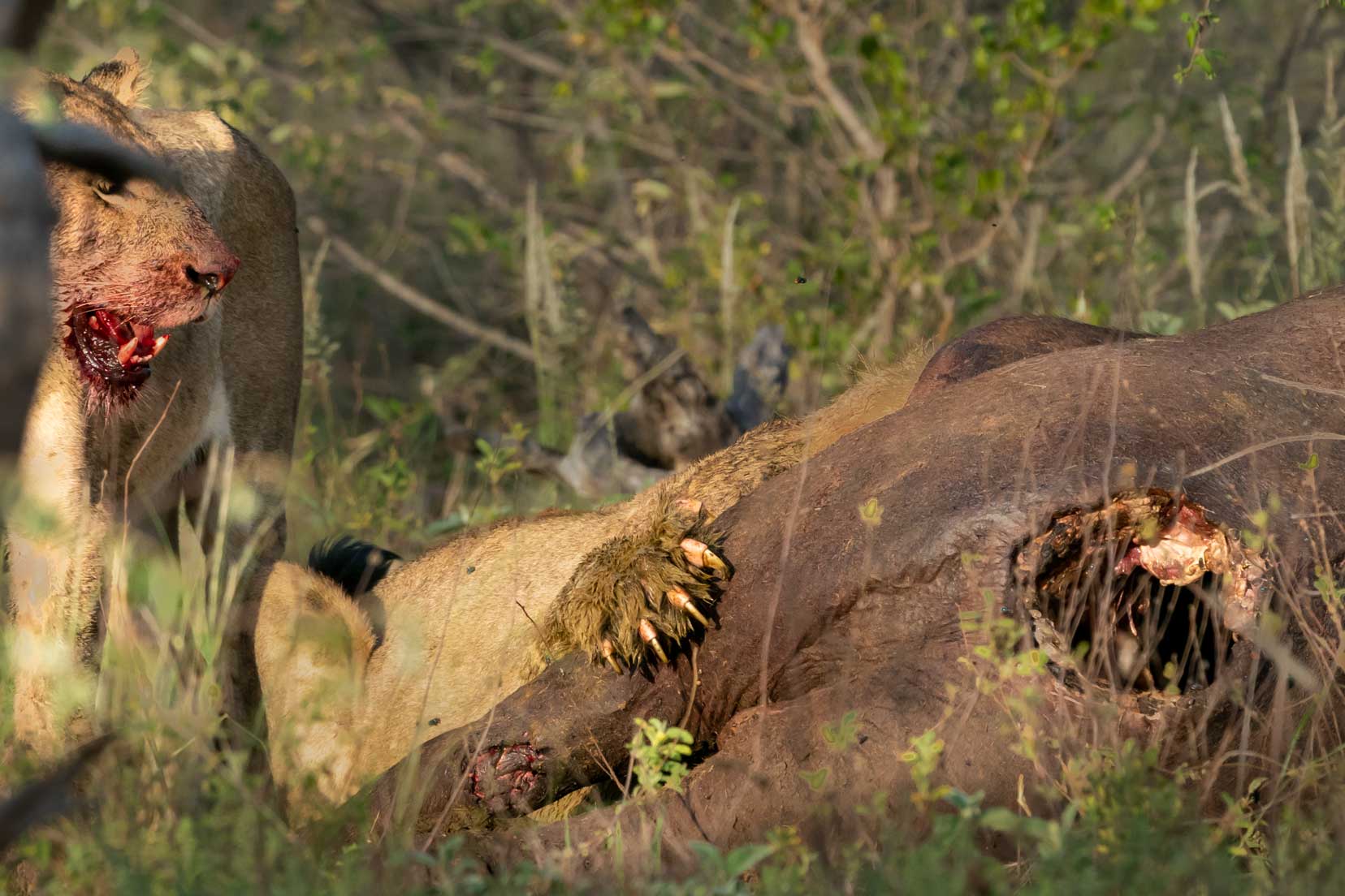 Lion claw holding the buffalo