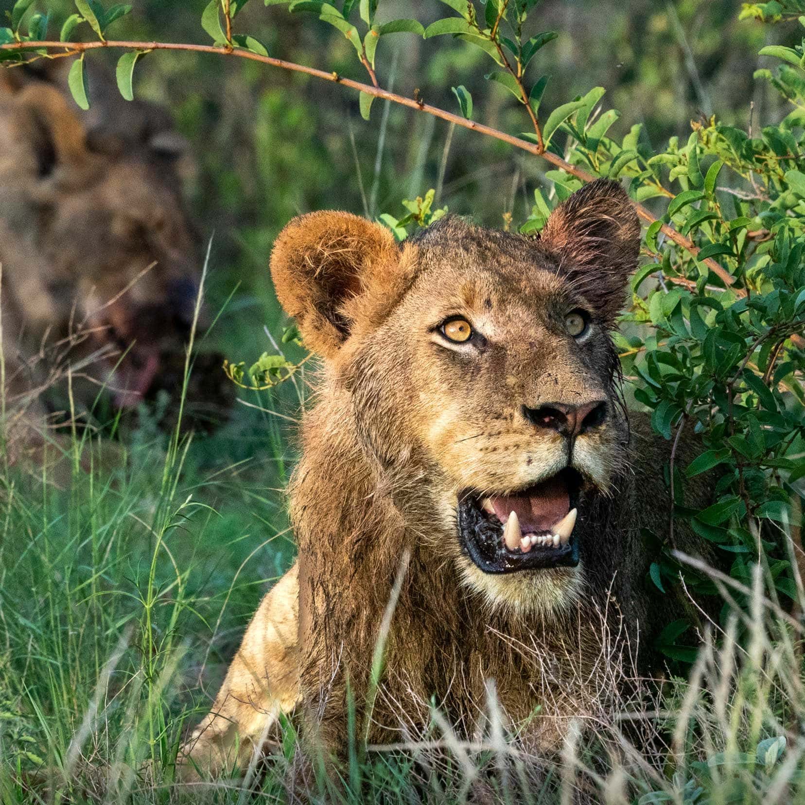Adolescent male lion
