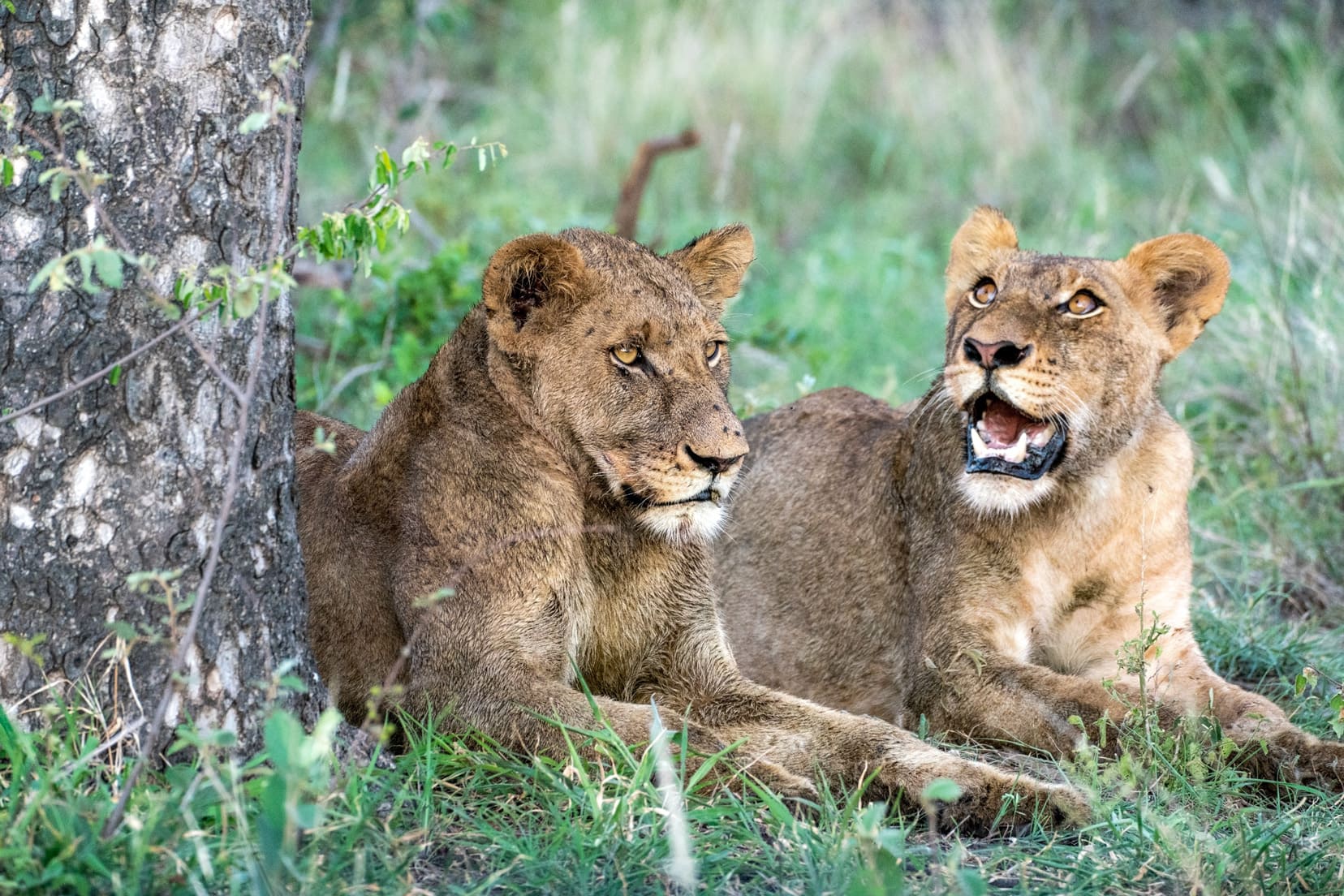 adolescent lions rest under a tree after a feed