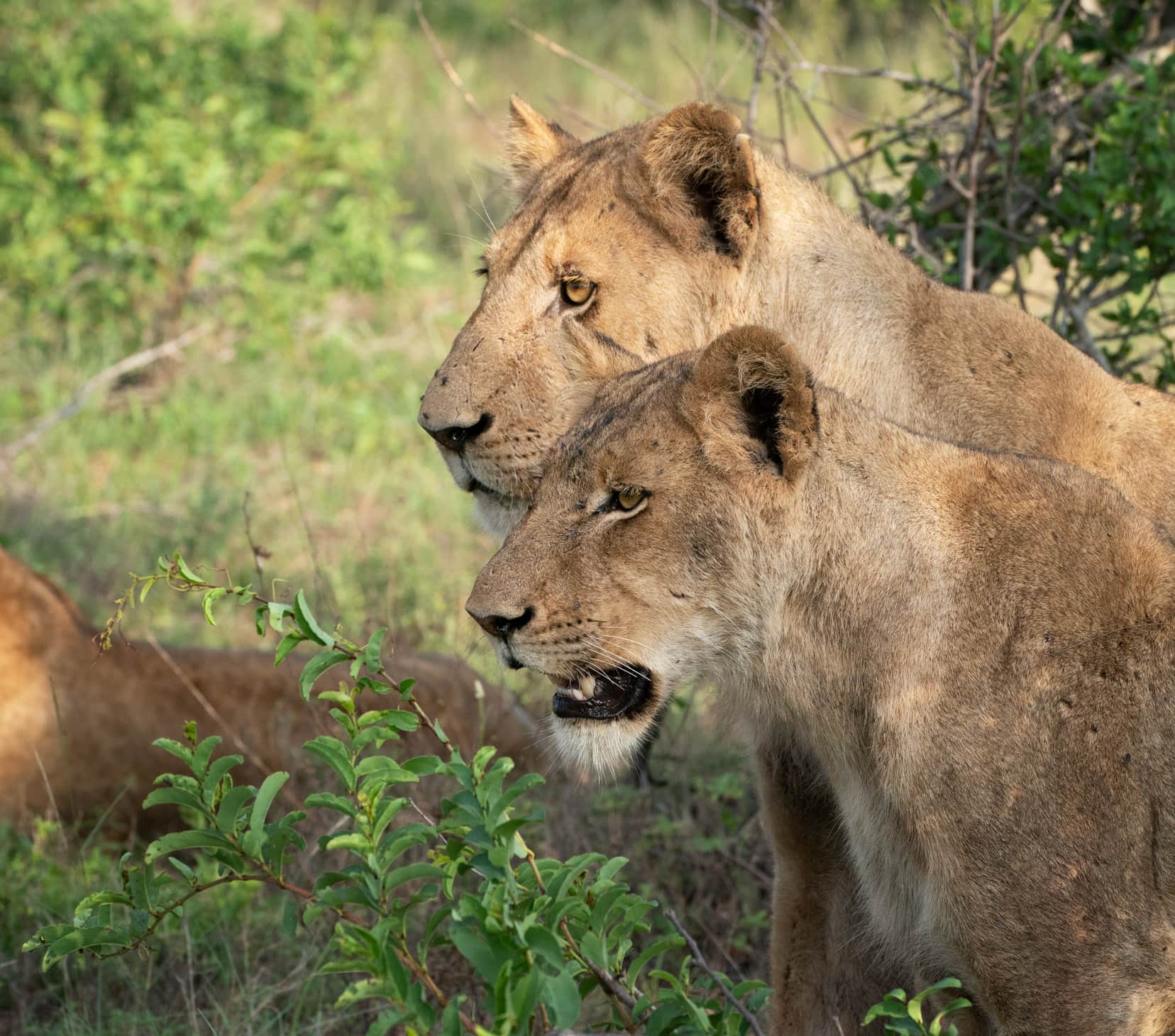 two-lionesses-side-by-side