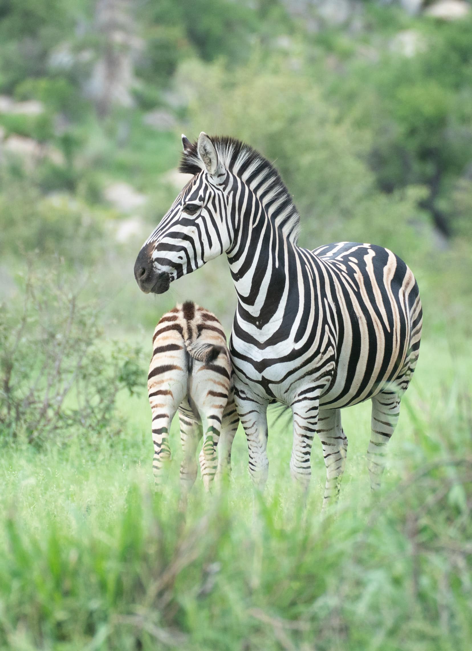 Zebra mum and baby