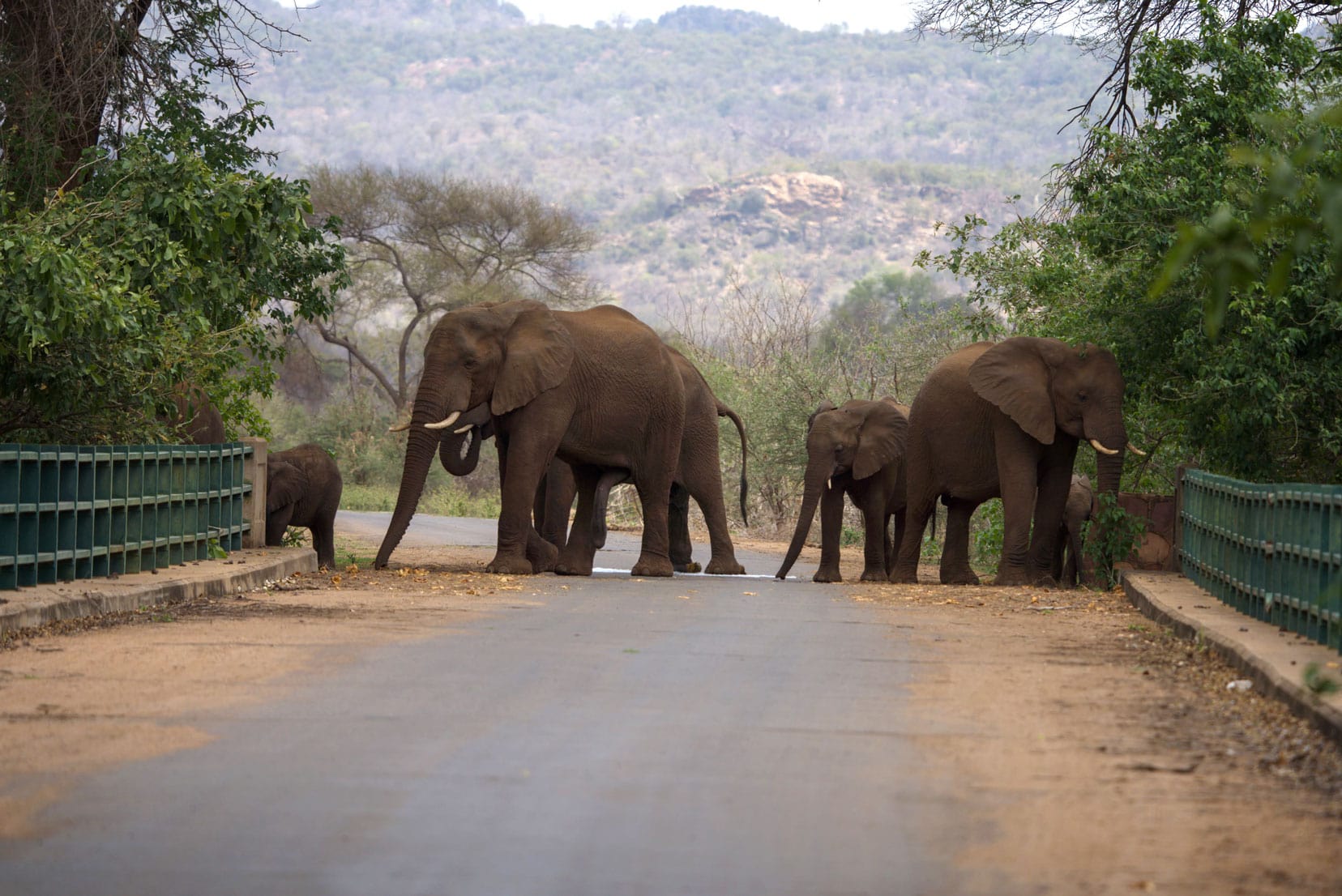 Elephants-on-bridge-at-Punda-Maria
