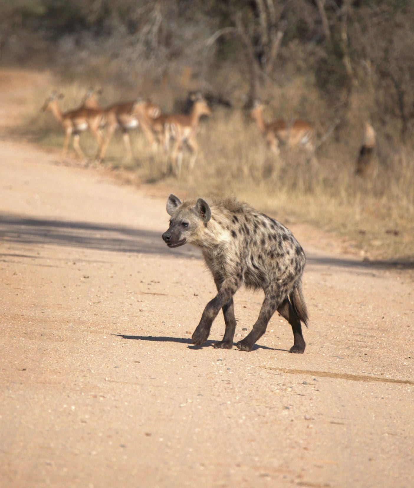 hyena walking across a path