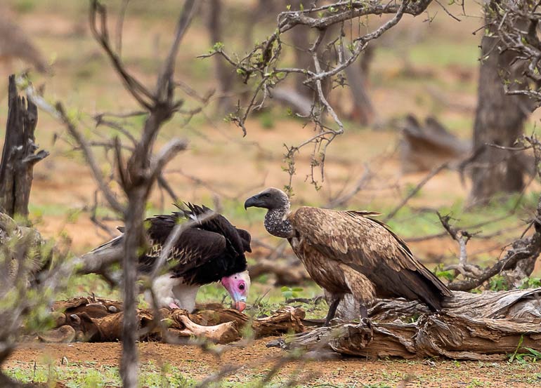 Two different types of vulture picking at remains on the ground