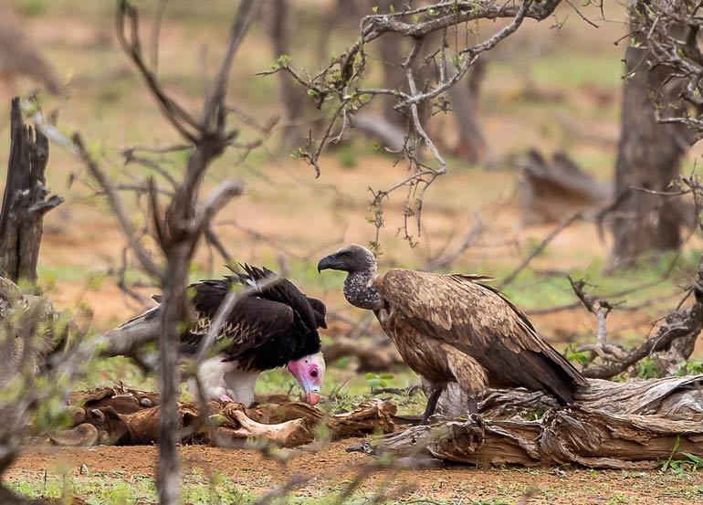 Birds in Kruger National Park - Winged Wonders - Lifejourney4two