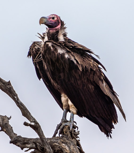 Lappet Faced Vulture -birds of kruger