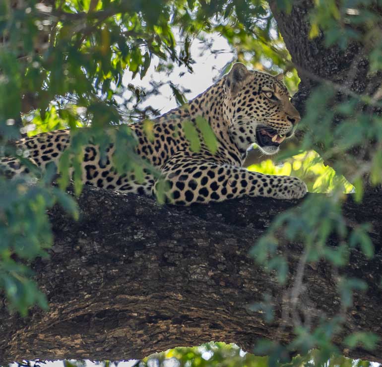 Leopard in tree in Kruger National Park