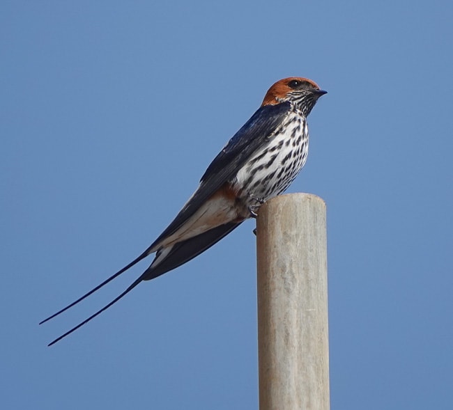 Lesser Striped Swallow_Birds in Kruger National Park