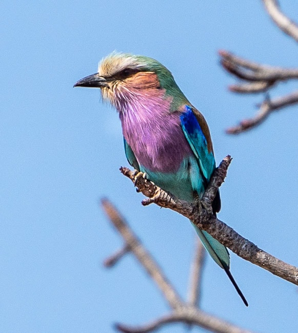 lilac breasted roller on a branch