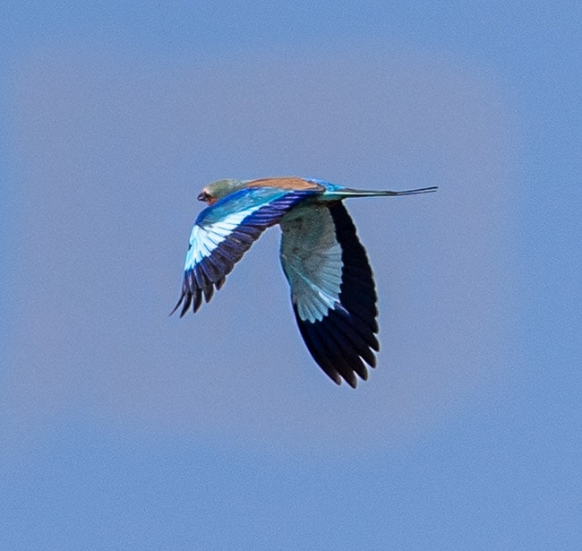 Lilac breasted roller in flight_Birds in Kruger National Park