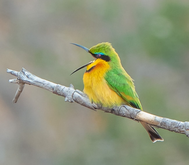 Little Bee Eater with beak wide open - Birds in Kruger National Park