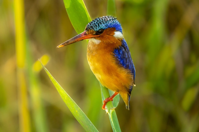 Malachite-Kingfisher_Birds in Kruger National Park